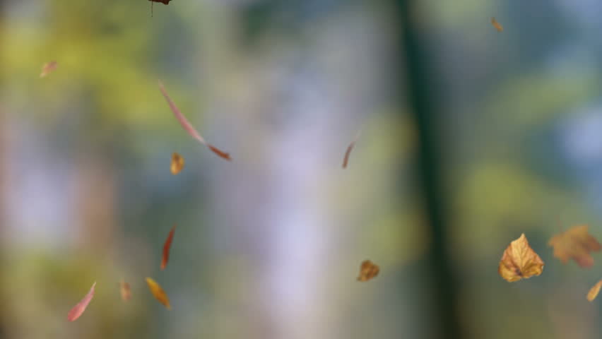 3D loopable animation of falling autumn leaves
