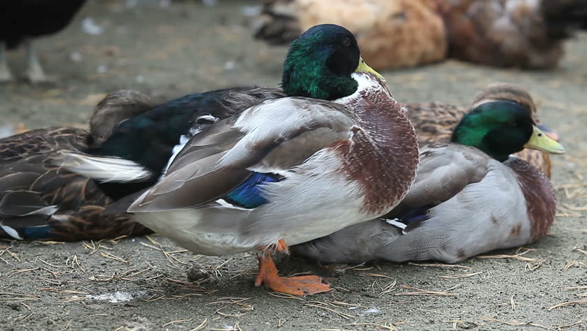 wild duck in the poultry yard preens its feathers
