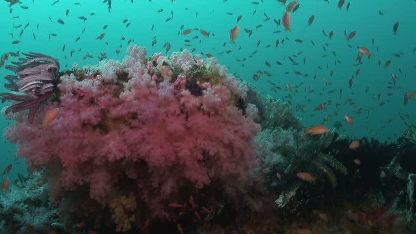 Reef scene
