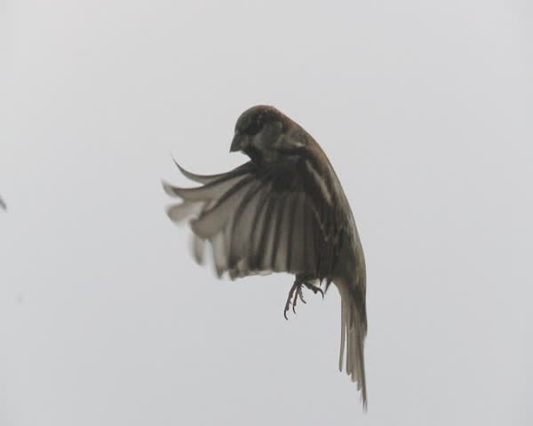sparrow