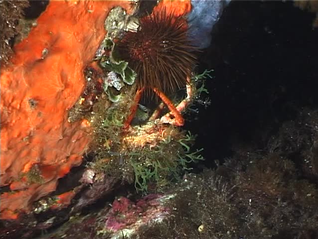 A Spider Crab puts its claws to good use and thus succeeds in penetrating the Sea UrchinÃ¢â¬â¢s thick barrier of spines. Shot captured in the wild in the Mediterranean Sea (Italy) by 3CCD camera.