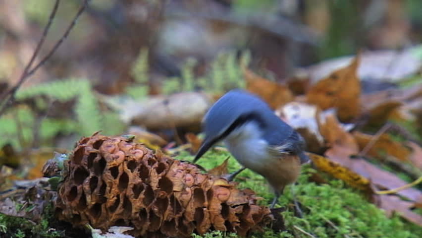 A little bird pulls pine nuts from cones in autumn forest. Slow-motion pictures.