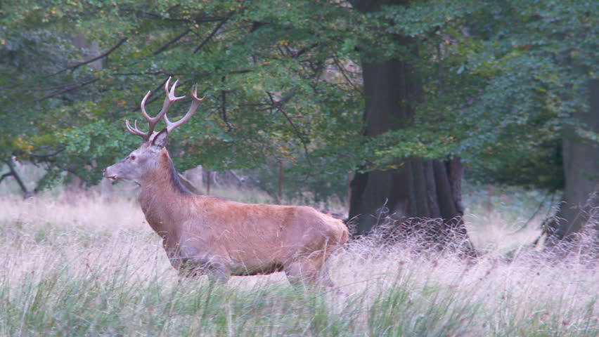 red deer