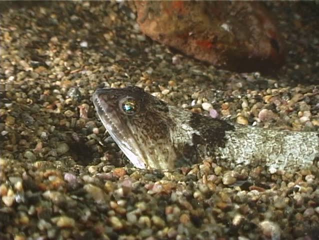A Synodus Saurus known as Lizardfish, motionless and half-hidden on the bottom. Shot captured in the wild in the Mediterranean Sea (Italy) by 3CCD camera - PAL system.