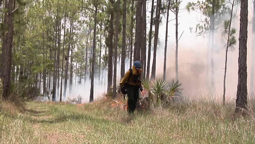 EVERGLADES, FL - CIRCA 2009: A firefighter uses a drip torch during a prescribed fire circa 2009 in the Everglades.