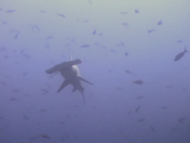 hammerhead shark fish