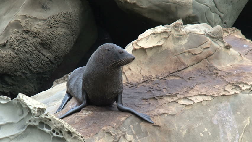 Seal on a rock looking in to the camera