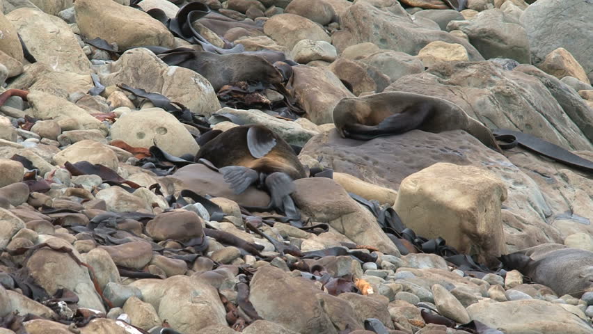 seals sleeping between the rocks