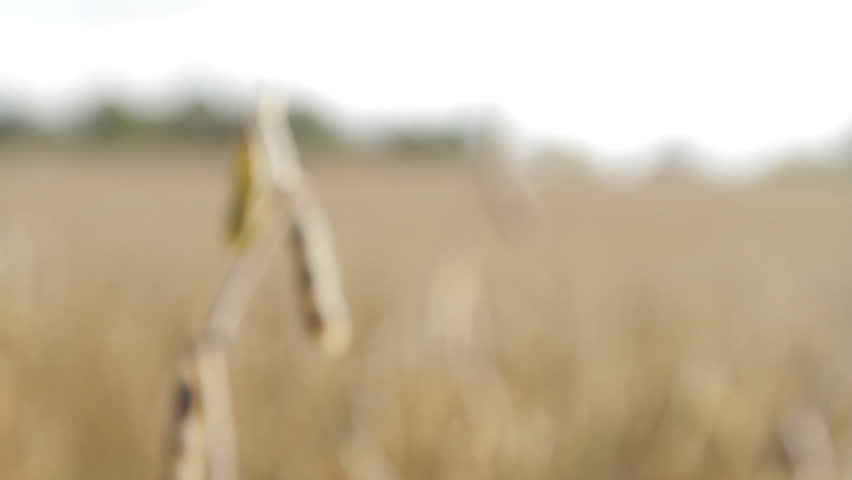 Fall Soybean Field - Dolly Shot