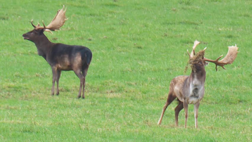 fallow deer