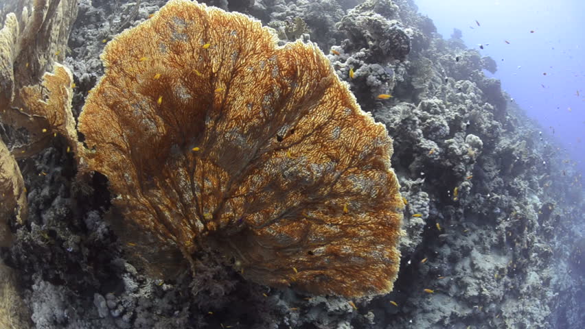 A Colony of Giant sea fans or Goegonian fan corals. Red Sea, Egypt. Camera moves around subject then moves backwards.