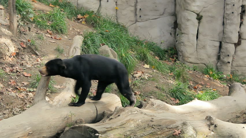 Sun bear also known as a Malaysian bear (Helarctos malayanus)