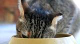 cute cat enjoying her lunch