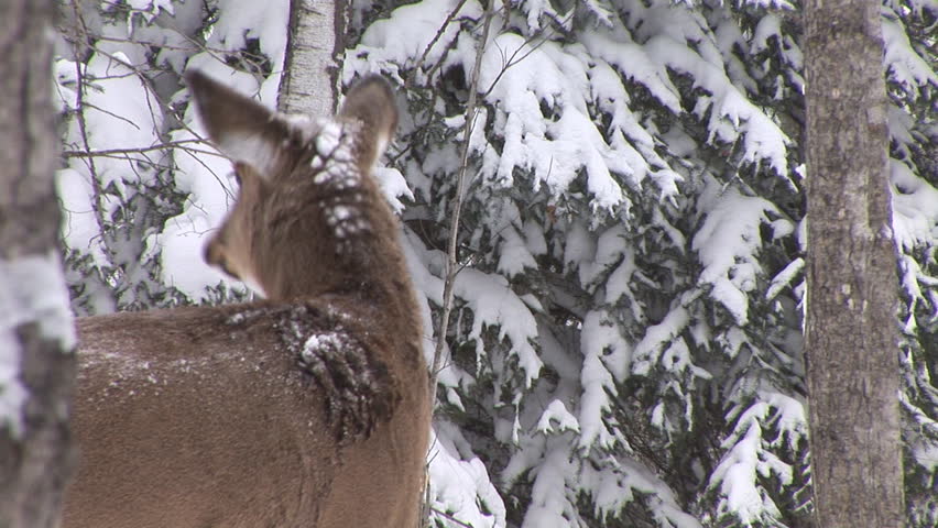 Whitetail Deer (Odocoileus virginianus)  in Saskatchewan, Canada