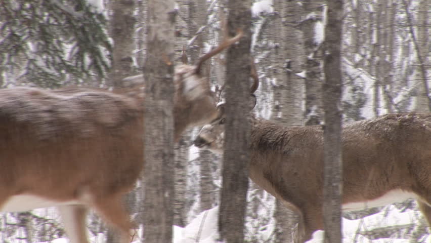 Whitetail Deer (Odocoileus virginianus)  in Saskatchewan, Canada