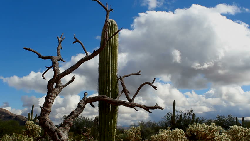 Time Lapse, Magnificent Arizona desert time lapse features beautiful, fluffy clouds soaring across unique landscape of crooked tree branches, saguaro and cholla cactus. 1080p