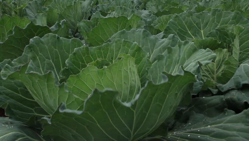Cabbage fields on the mountain in Thailand.
