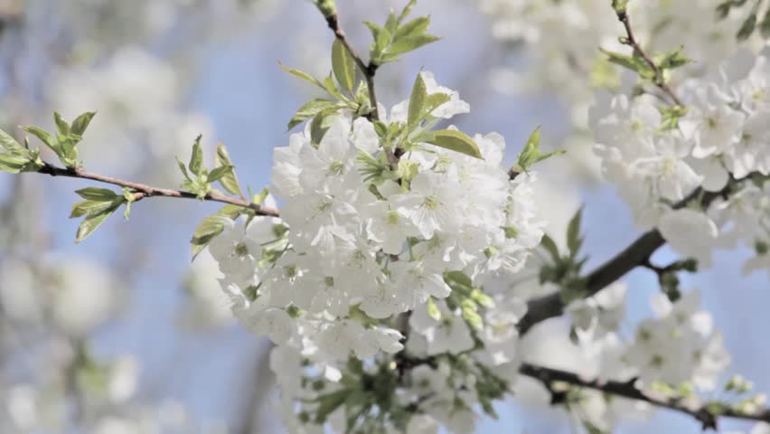 pollination in spring time