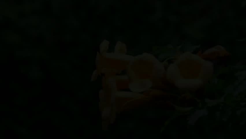 A female ruby-throated hummingbird feeding on a trumpet vine