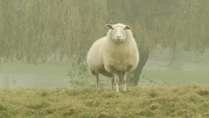 sheep on a landscape. Early in the morning with fog