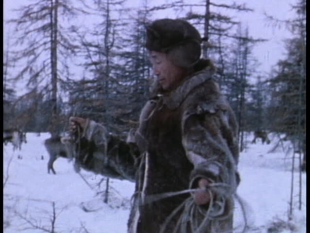 ARCTIC - CIRCA 1970: An Eskimo rides on a reindeer sled.