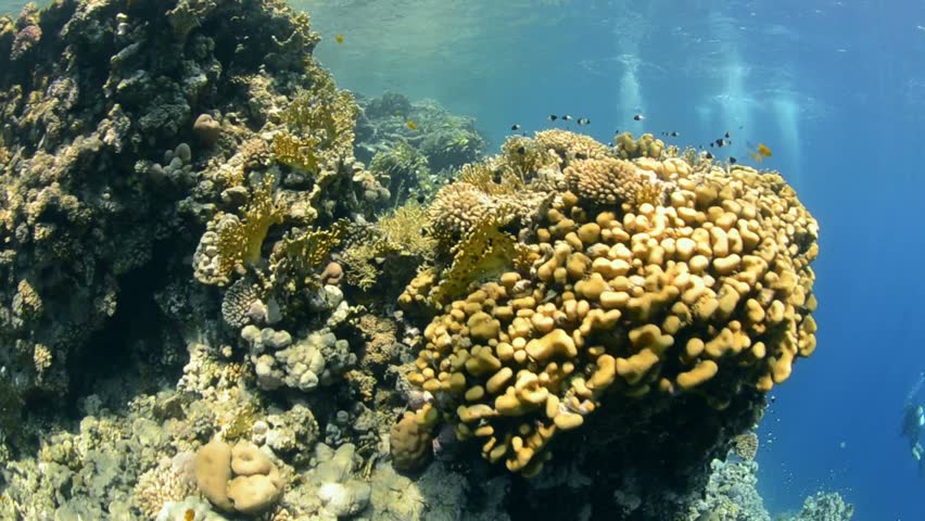 Pristine hard coral reef colony in shallow water with scuba divers. Camera travels forward giving a POV feel.