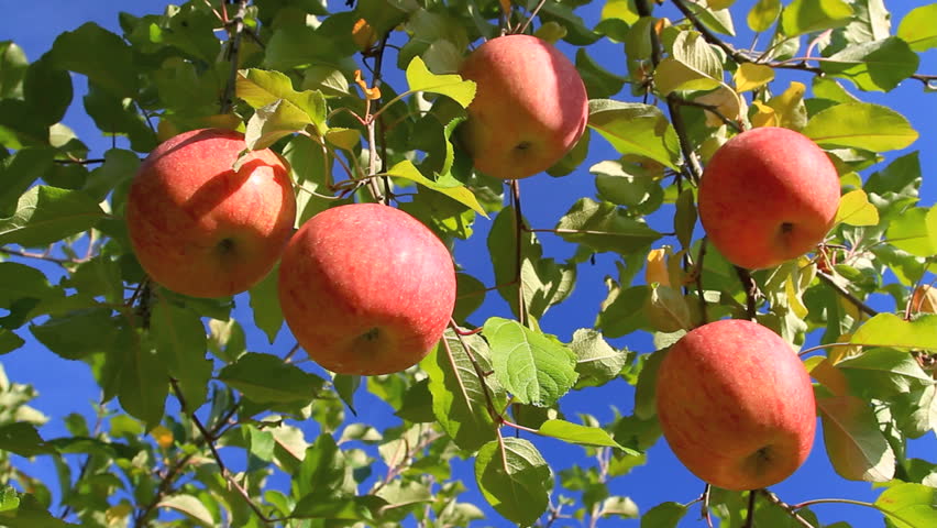 Red delicious apples with blue sky in the background.