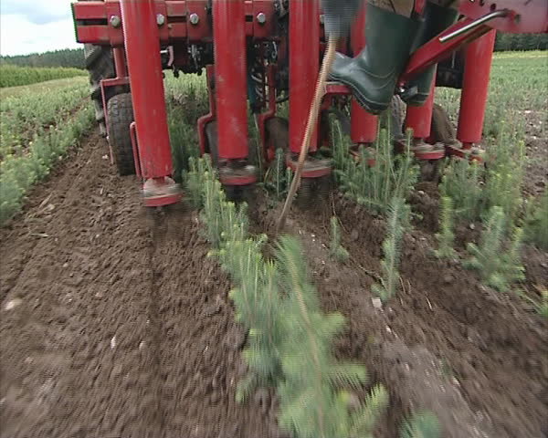 Tractor hill up earth Christmas tree fir plants. Agricultural machinery.  Worker legs with rubber boots. 