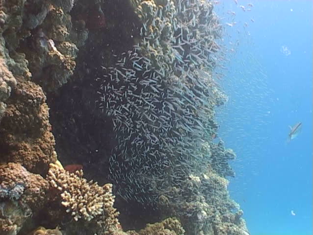 underwater diving video