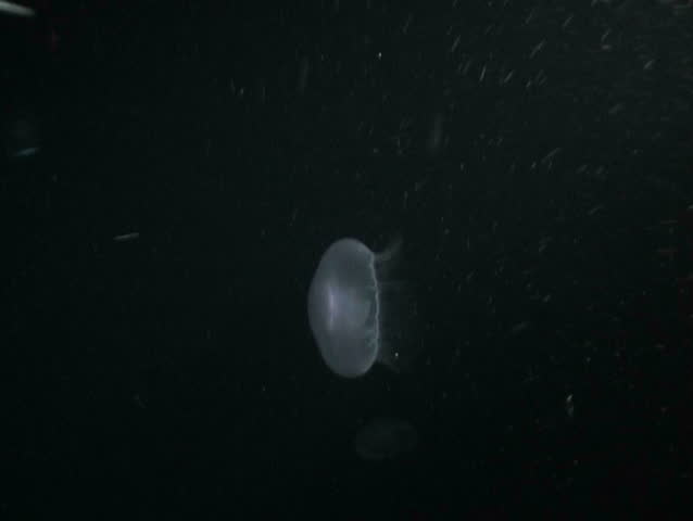 medusa underwater diving video