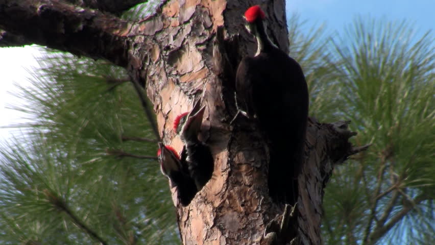 woodpeckers pecking