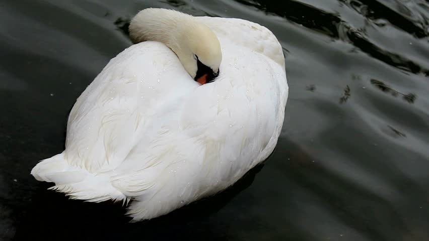 Swan nestles its beak in white feathers, floats on water, sleeps. 1080p 