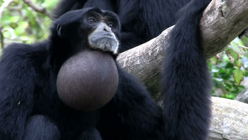 monkey hanging
