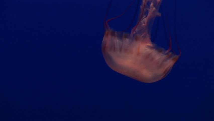 Medium shot of a jelly-fish floating gracefully in the ocean.