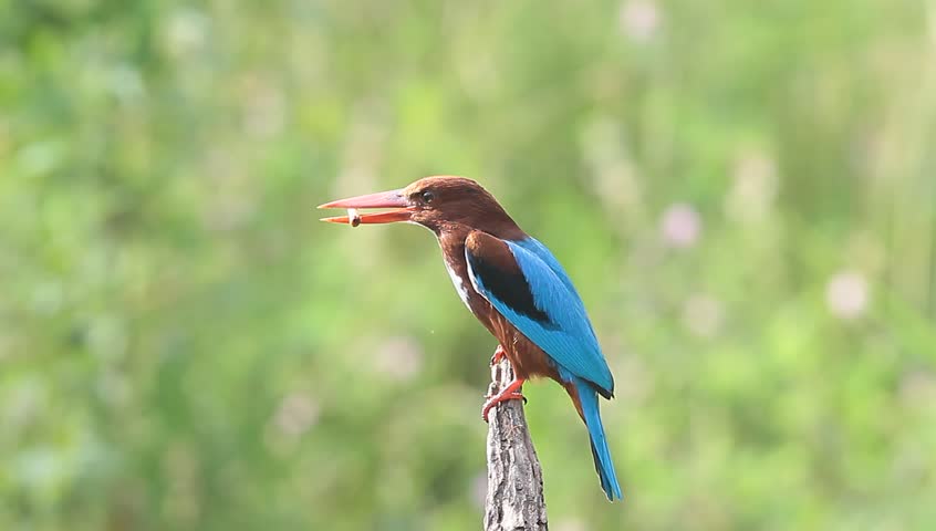 White-breasted Kingfisher with prey