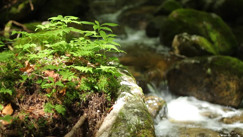 Small green plants nestled in ledge above stream