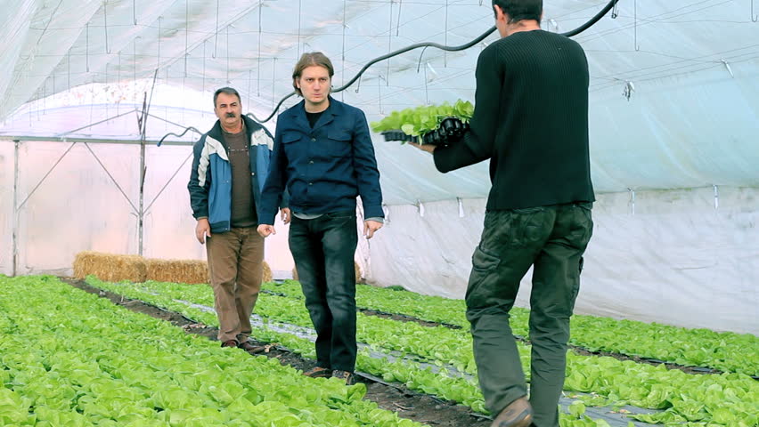 Three Farmers in Greenhouse. Family discuss the growing progress of lettuce in the greenhouse. HD 1080i. 