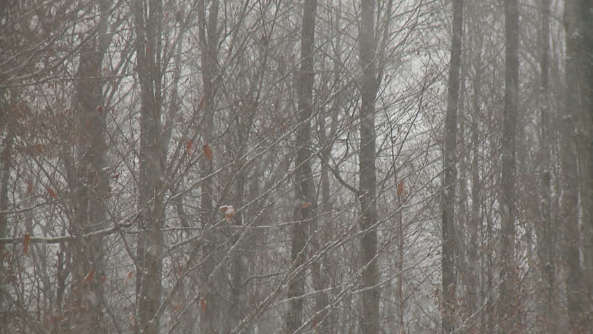 Snowfall accumulates on fall leaves, bare branches and forest floor