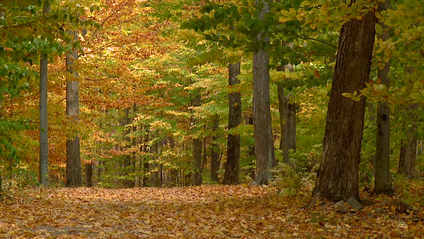 Autumn leaves falling from trees in slow-motion