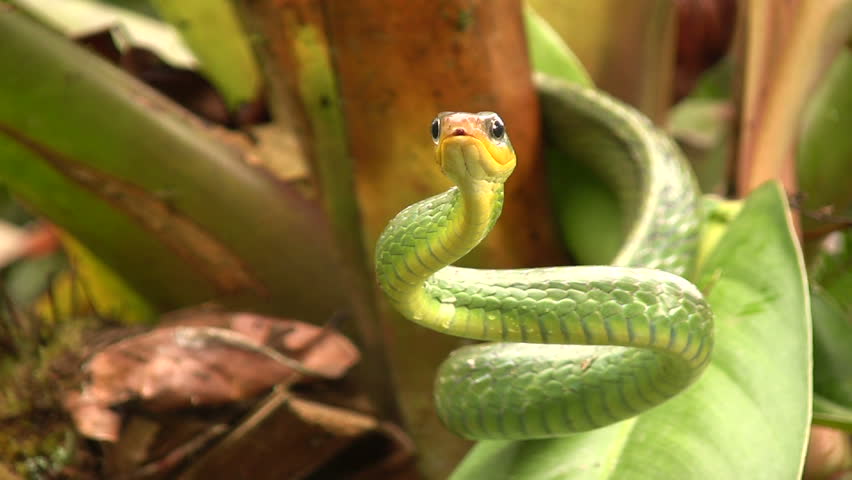 Cloudforest whipsnake (Chironius monticola) in cloudforest in western Ecuador