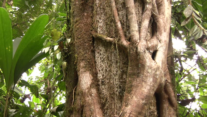 Roots of strangler fig entwined around a tree in cloudforest, Western Ecuador