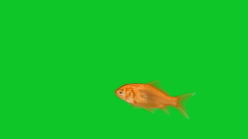 orange fish swimming in front of green screen