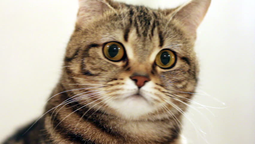 Cat is twisting its head around