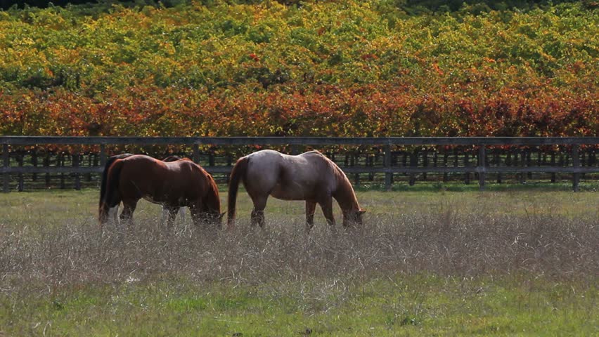 Horses nibble grass on field surrounded by colorful autumn vines. 1080p
