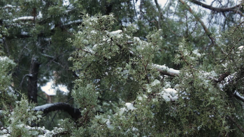 The light morning breeze gently moves a juniper branch covered in new snow in Sedona, Arizona.