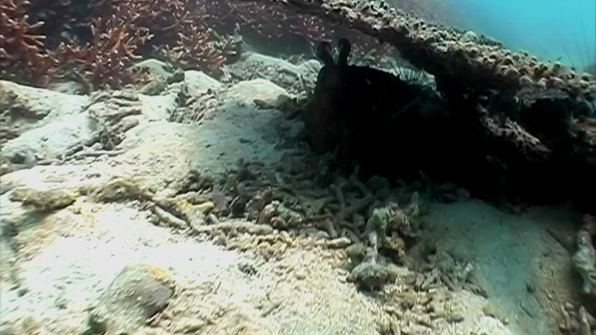 Live aggressive cuttlefish in the ocean 