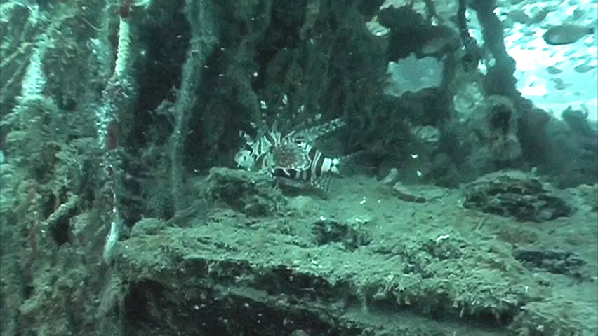 lion fish swimming among a shipwreck 