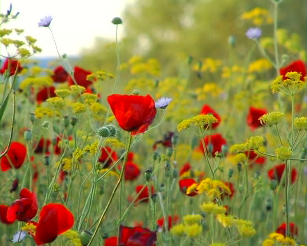 Poppies in the wind