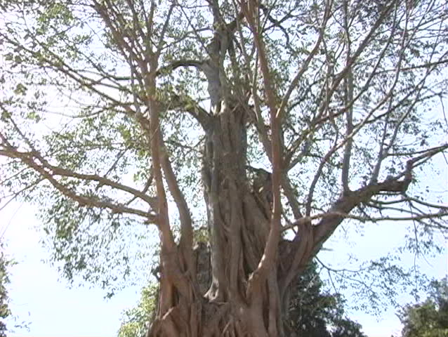 Angkor Wat temple ruins in Cambodia - tree growing out of ruins #2