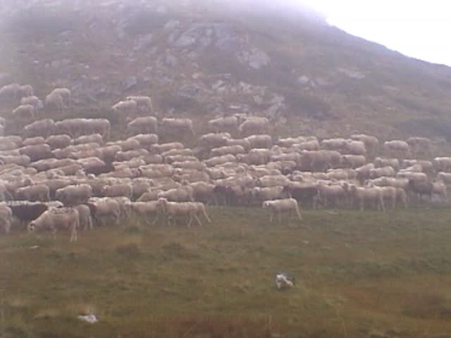 group of sheep with shepherd dogs
